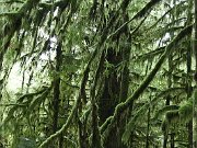 Cathedral Grove