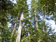 Cathedral Grove