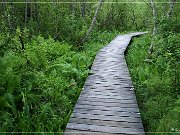 Skunk Cabbage Trail 2004