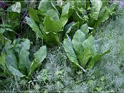 Skunk Cabbage Trail 2004
