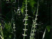 Skunk Cabbage Trail 2004