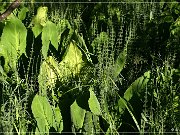 Skunk Cabbage Trail 2004