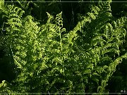 Skunk Cabbage Trail 2004