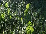 Skunk Cabbage Trail 2004