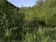 Skunk Cabbage Trail 2004