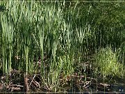 Skunk Cabbage Trail 2004