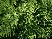 Skunk Cabbage Trail 2004