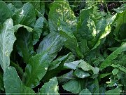 Skunk Cabbage Trail 2004
