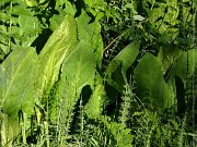 Skunk Cabbage Trail 2004