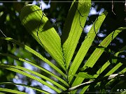 Palenque, Teil 3: Hike durch den Urwald zum Museum