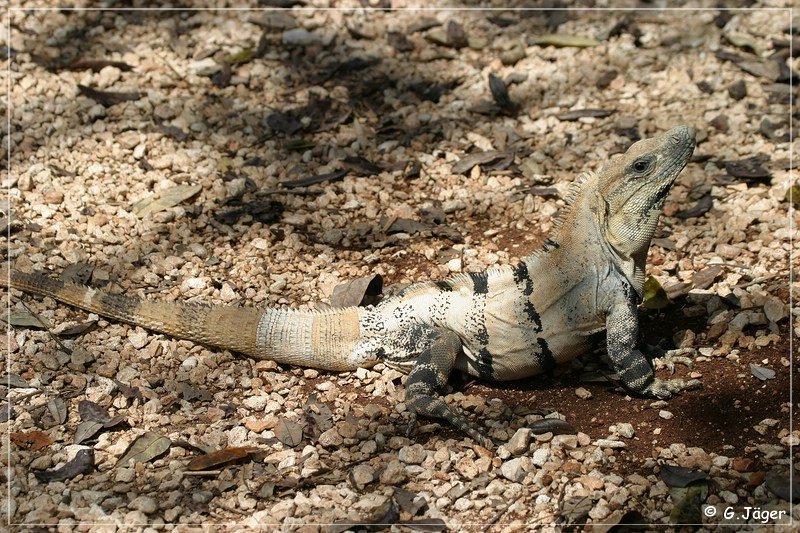 uxmal_011.jpg