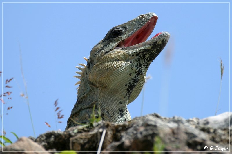 uxmal_020.jpg