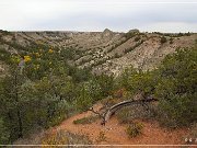 Theodore Roosevelt NP