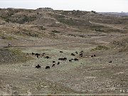 Theodore Roosevelt NP
