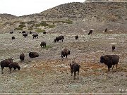 Theodore Roosevelt NP