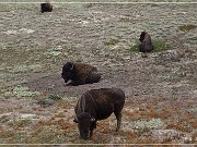 Theodore Roosevelt NP