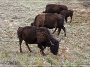 Theodore Roosevelt NP