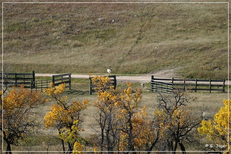 custer_buffalo_roundup_008.jpg