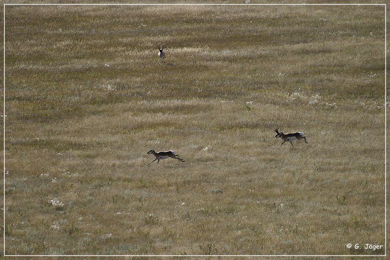 custer_buffalo_roundup_009.jpg