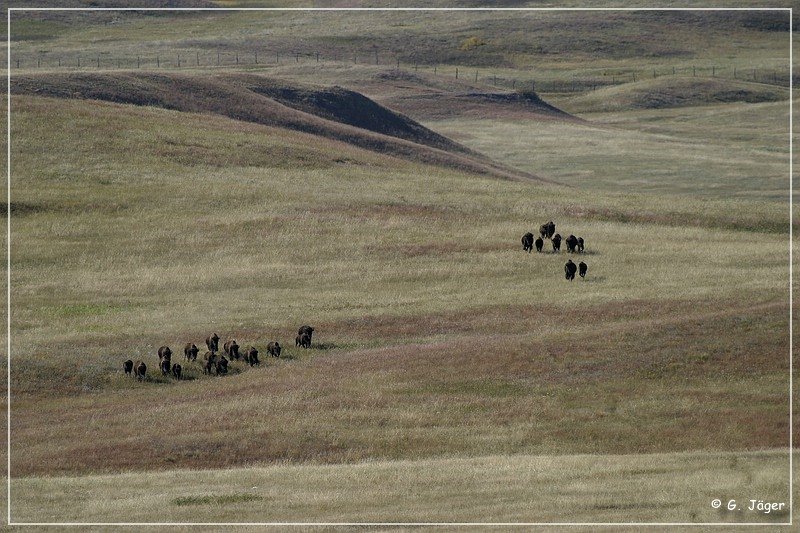 custer_buffalo_roundup_011.jpg