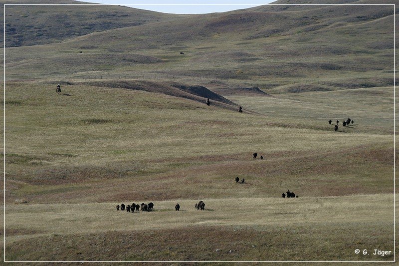 custer_buffalo_roundup_013.jpg