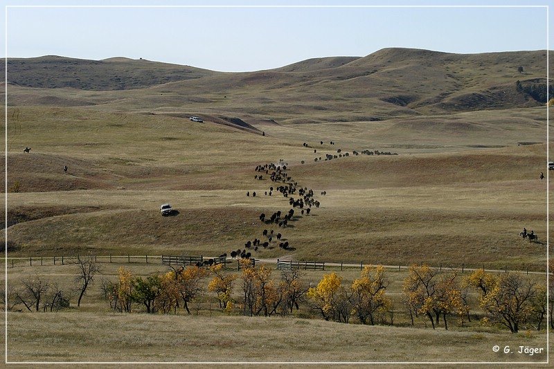 custer_buffalo_roundup_018.jpg