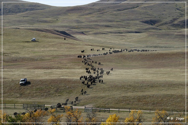 custer_buffalo_roundup_019.jpg