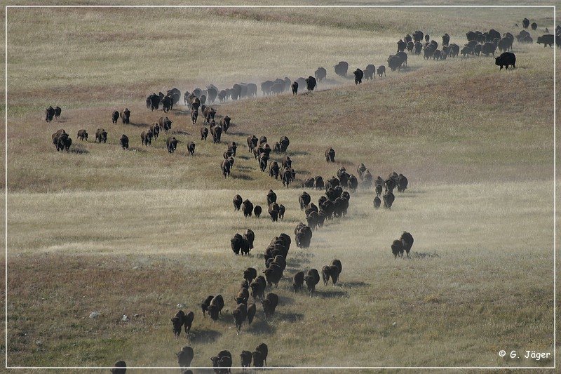 custer_buffalo_roundup_020.jpg