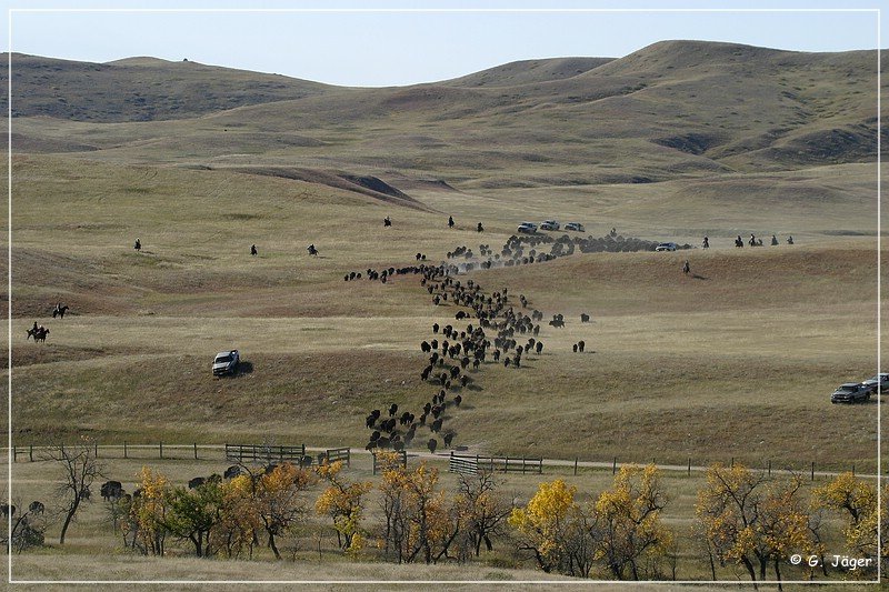 custer_buffalo_roundup_021.jpg