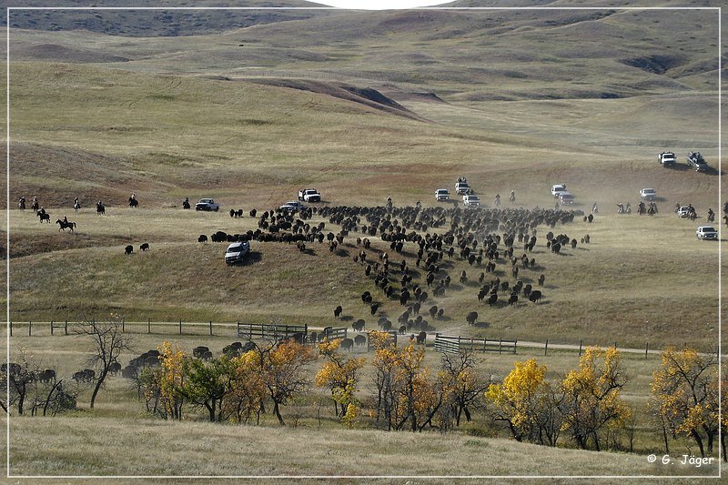 custer_buffalo_roundup_022.jpg