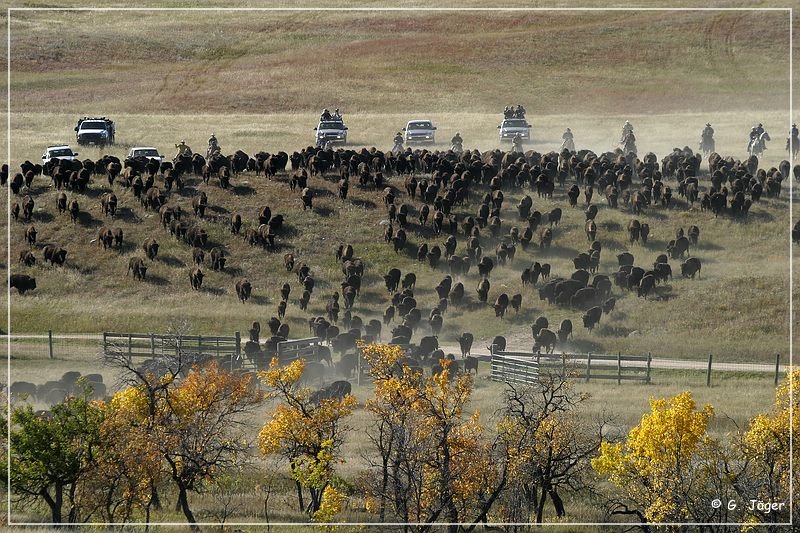 custer_buffalo_roundup_023.jpg