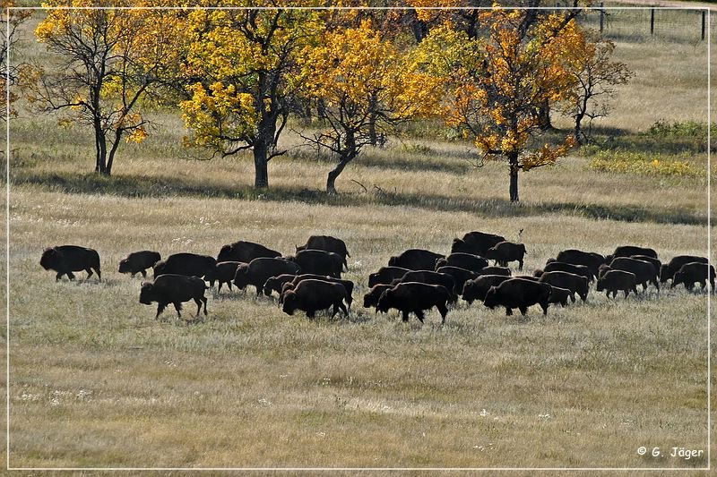 custer_buffalo_roundup_029.jpg