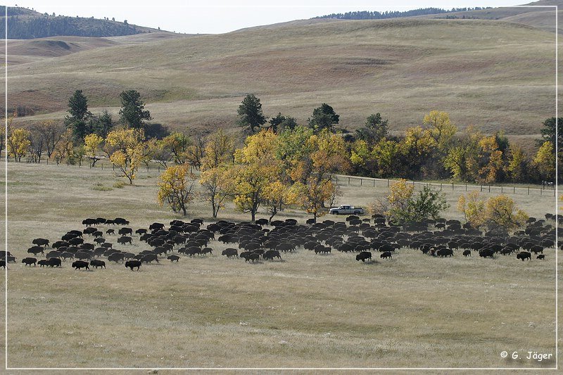 custer_buffalo_roundup_032.jpg