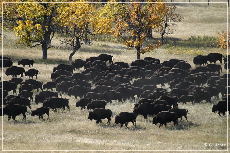 custer_buffalo_roundup_033.jpg