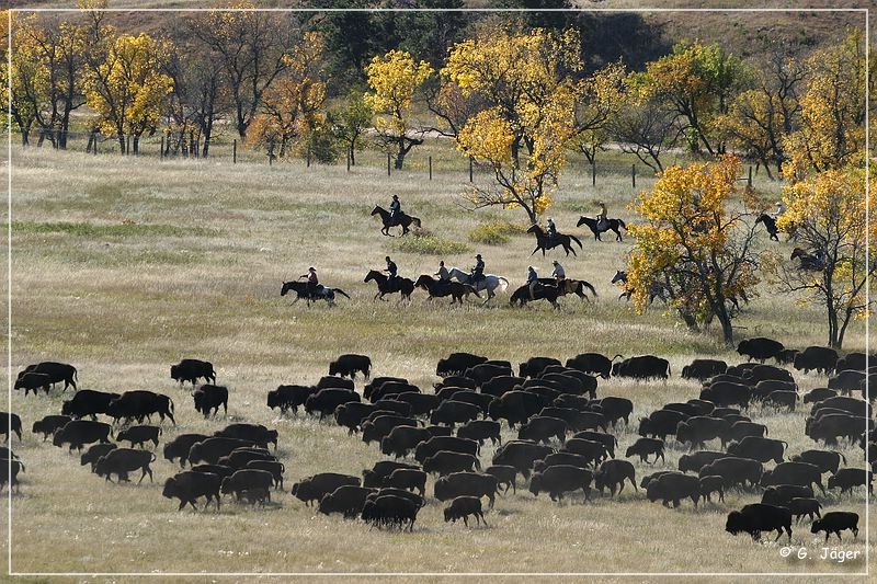 custer_buffalo_roundup_035.jpg