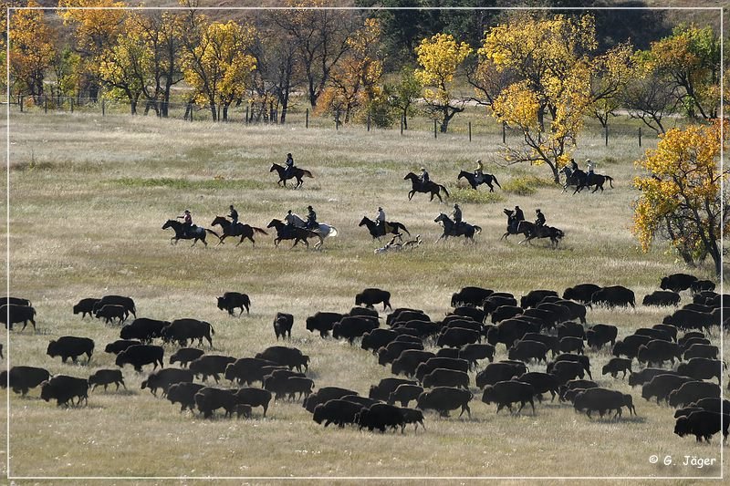 custer_buffalo_roundup_036.jpg