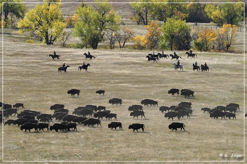 custer_buffalo_roundup_037.jpg