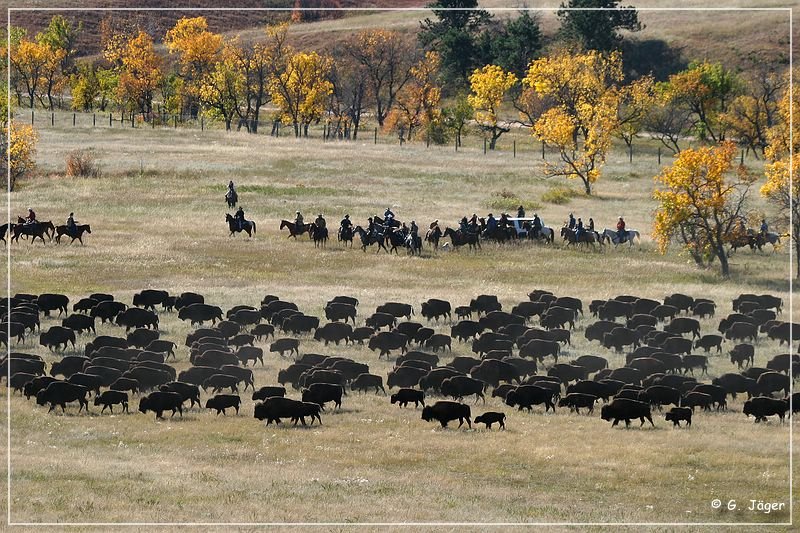 custer_buffalo_roundup_038.jpg