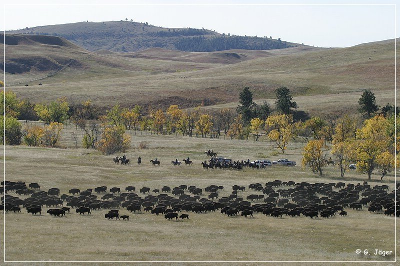 custer_buffalo_roundup_039.jpg