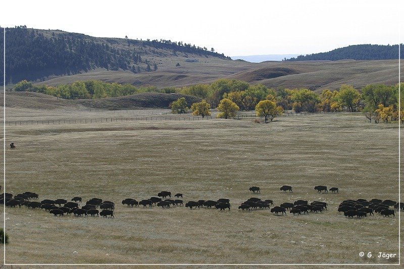 custer_buffalo_roundup_040.jpg