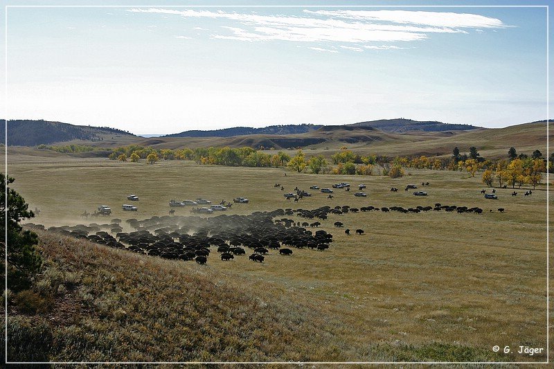 custer_buffalo_roundup_043.jpg