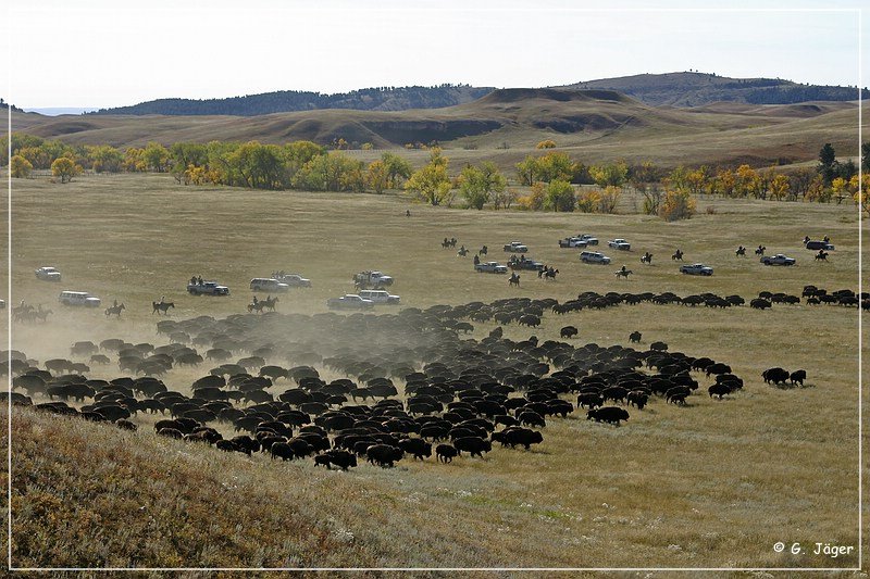 custer_buffalo_roundup_044.jpg