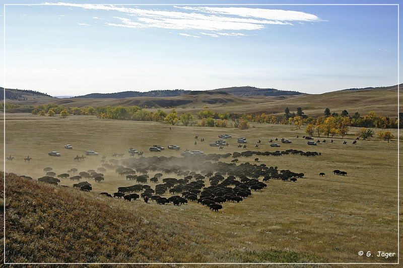 custer_buffalo_roundup_045.jpg