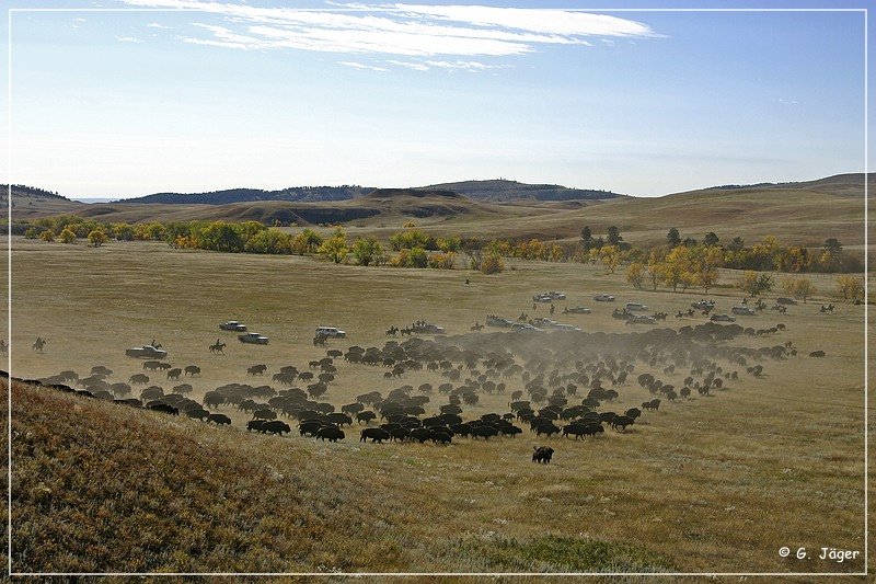 custer_buffalo_roundup_046.jpg