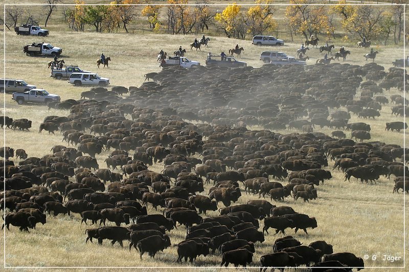 custer_buffalo_roundup_047.jpg