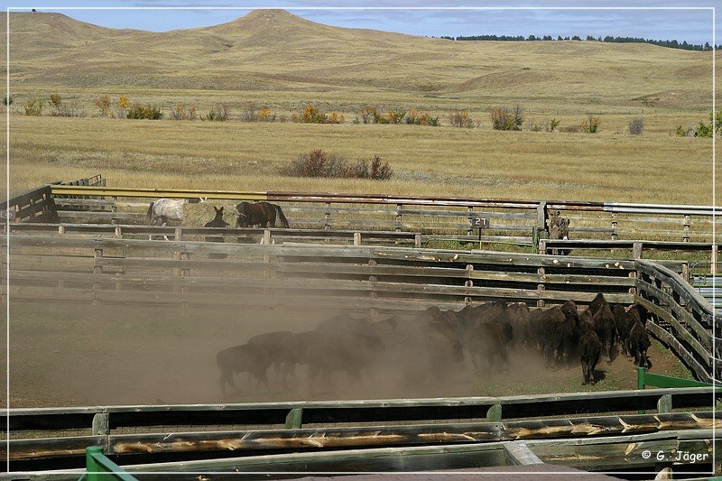 custer_buffalo_roundup_132.jpg