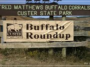 custer_buffalo_roundup_001