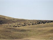 custer_buffalo_roundup_004