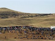 custer_buffalo_roundup_005