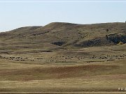 custer_buffalo_roundup_006